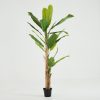 Best Flamant Bananier, Plante